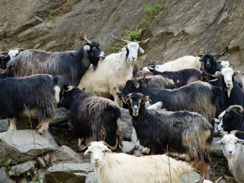 पोखरा भित्रिए २० हजार भेँडा, च्यांग्रा र खसीबोका